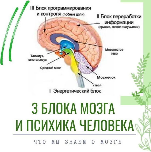 Нейропсихология в таблицах и схемах