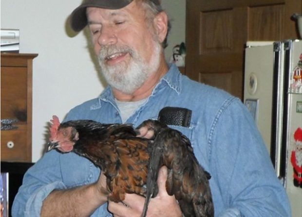  Многие недооценивают интеллект кур