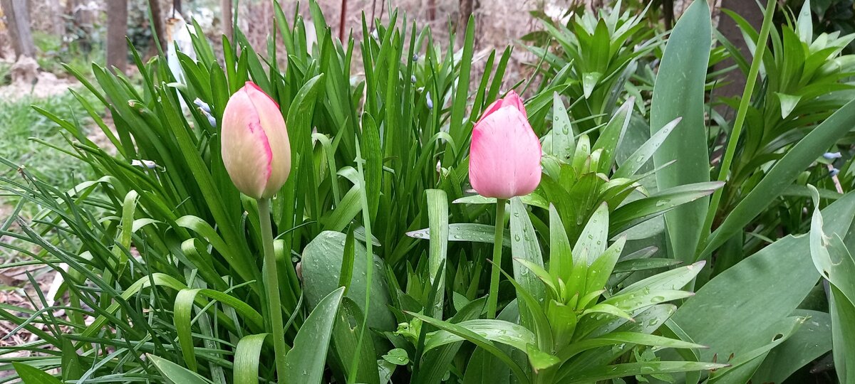 Распускаются тюльпаны