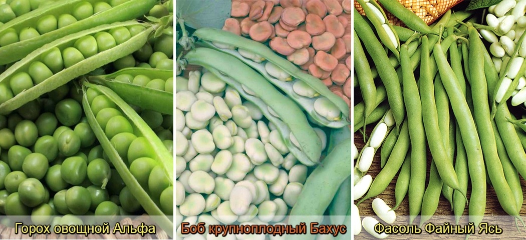 Фото с сайта drasler.ru