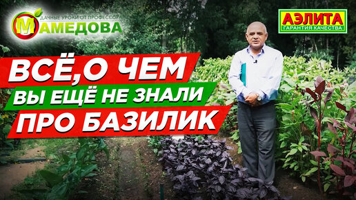  Всё про ВЫРАЩИВАНИЕ БАЗИЛИКА