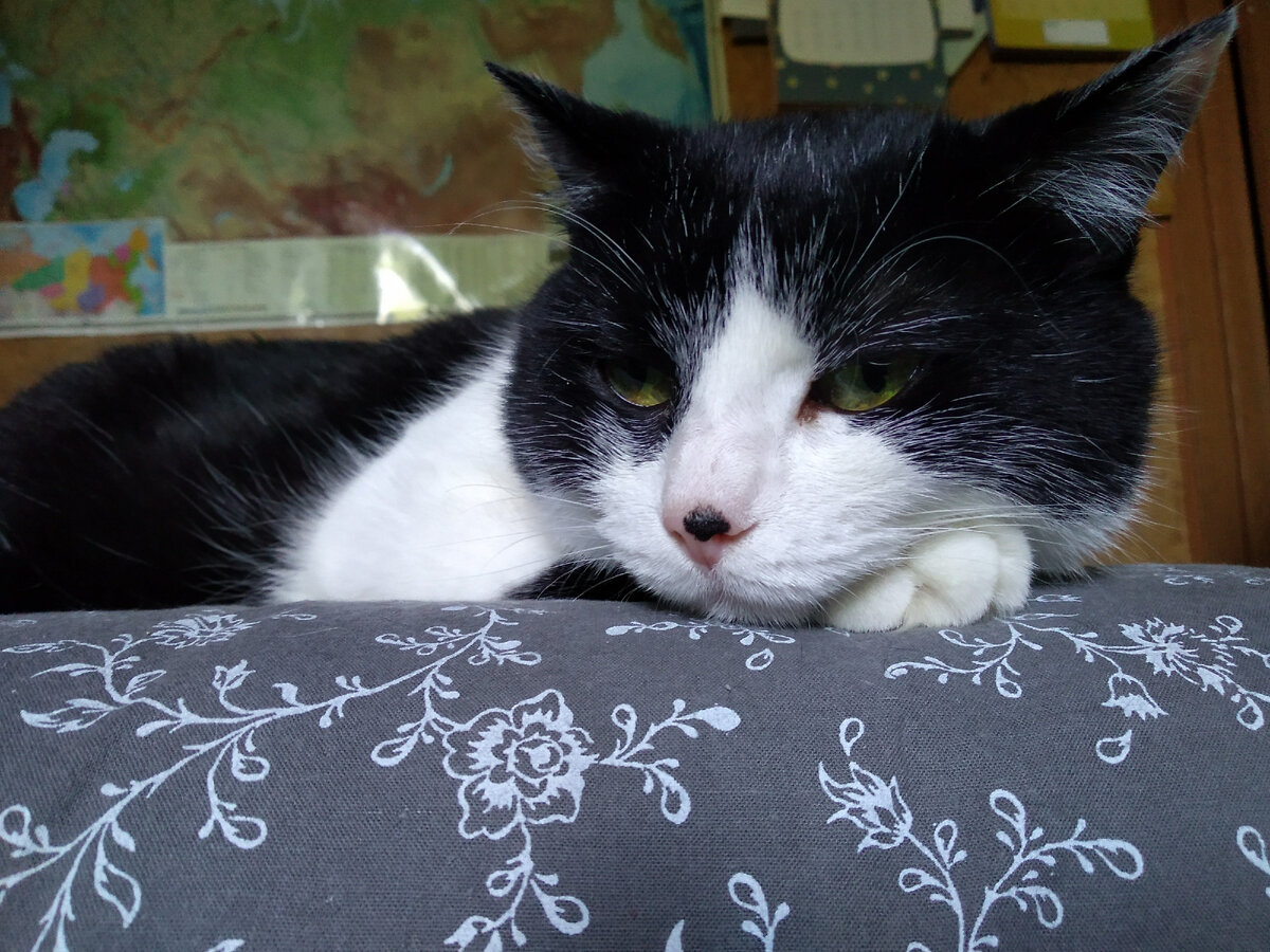 кошке шуба всегда к лицу... к морде) не то что некоторым вроде меня))