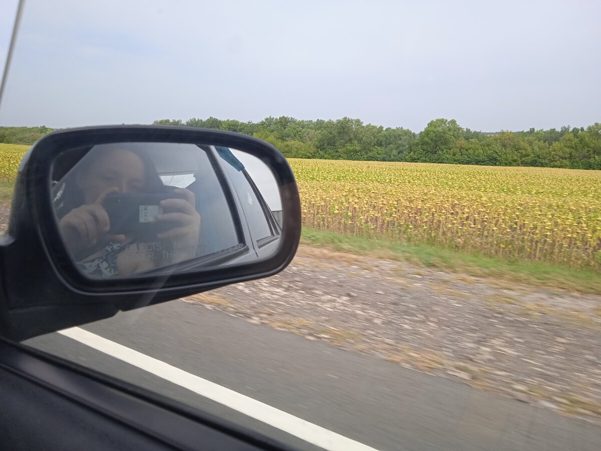 Поля подсолнечника в Самарской области. Фото автора