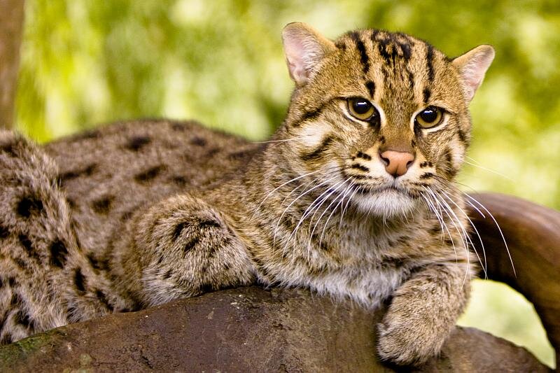 Кот-рыболов. Фото Kelinahandbasket - Fishing Cat, CC BY 2.0, https://commons.wikimedia.org/w/index.php?curid=31507463