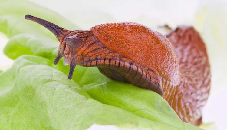 Моллюск представляет реальную опасность для здоровья! Фото news-turk.ru