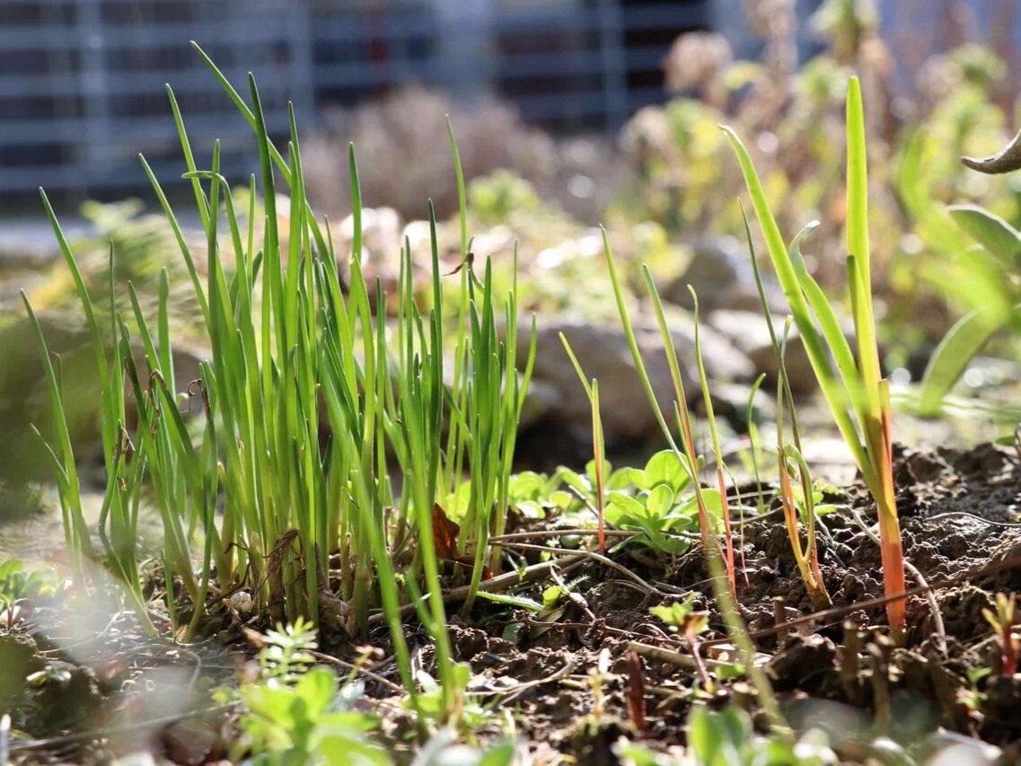 Фото: bauernzeitung.ch