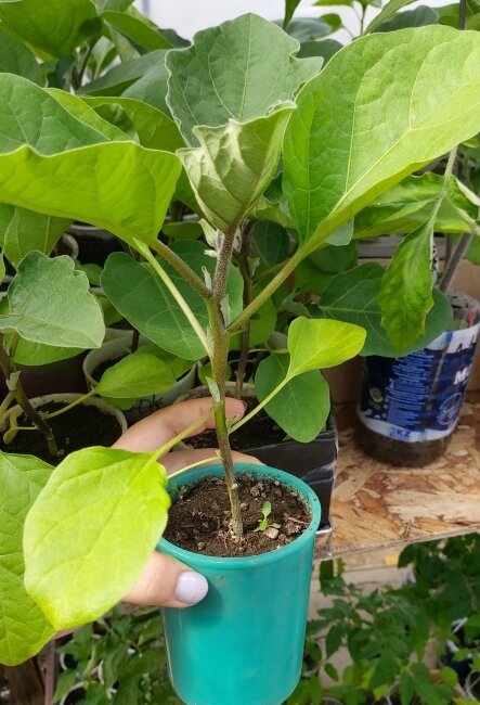 Рассада баклажанов готовая к высадке в грунт