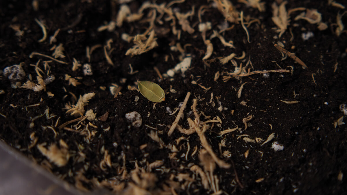 Грунт не должен быть излишне плодородным. 