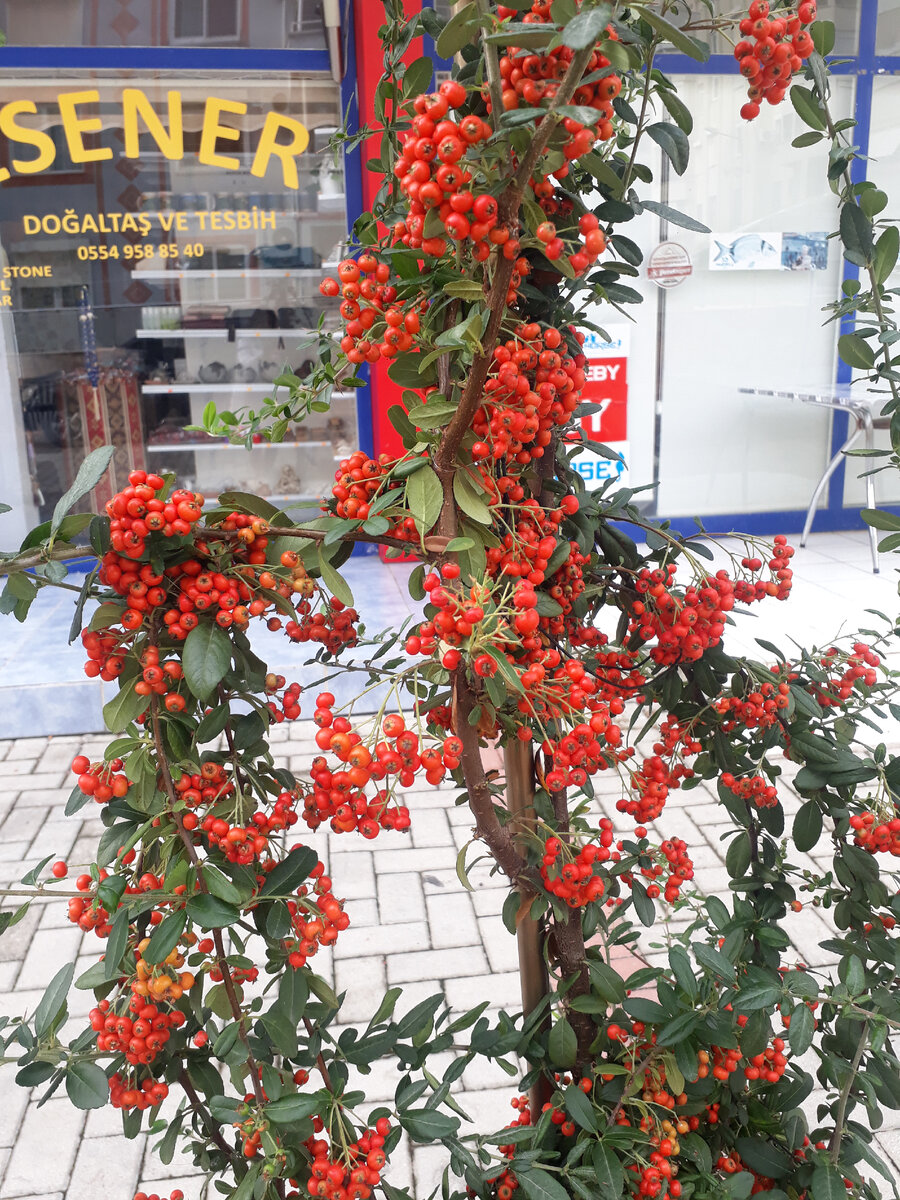 Фото автора.