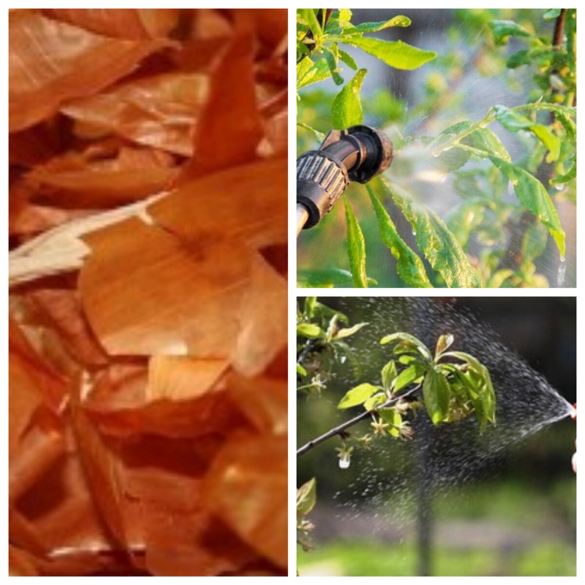 Настой луковой шелухи использую для обработки деревьев и кустарников от тли и других вредителей. 