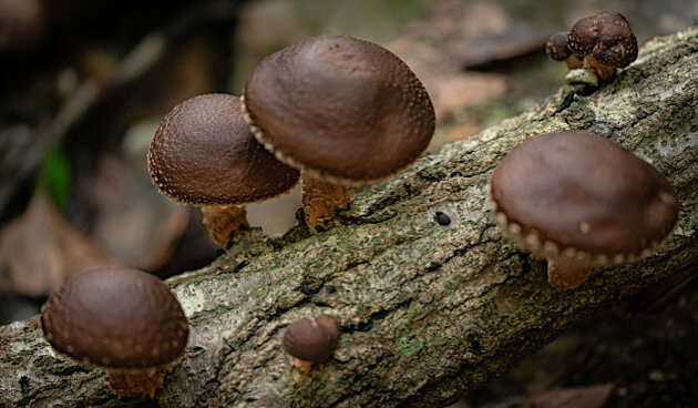 Шиитаке. Фото: pixabay.com