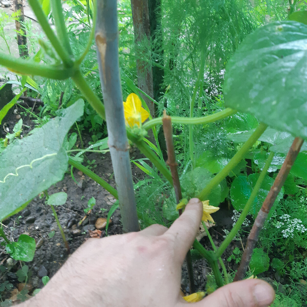 Убираем пасынок из пазухи листа