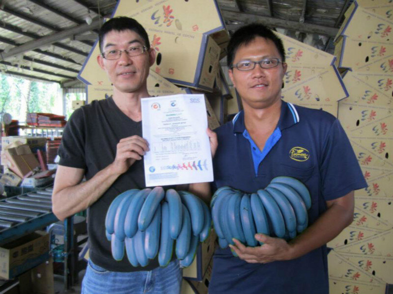 Появились не в Африке. 5 интересных фактов про бананы