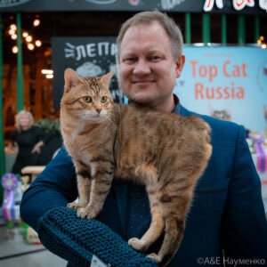 Курильский бобтейл на выставке