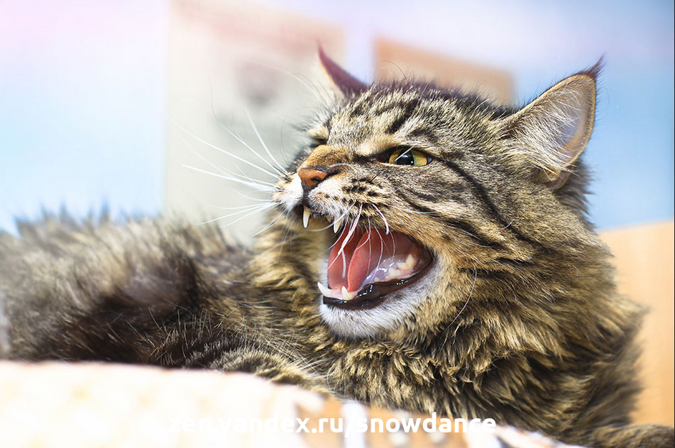 Что такое перенаправленная агрессия у кошек и почему они злятся?