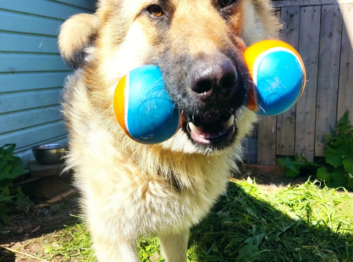 Валет. Про него интересуются регулярно наши подписчики.