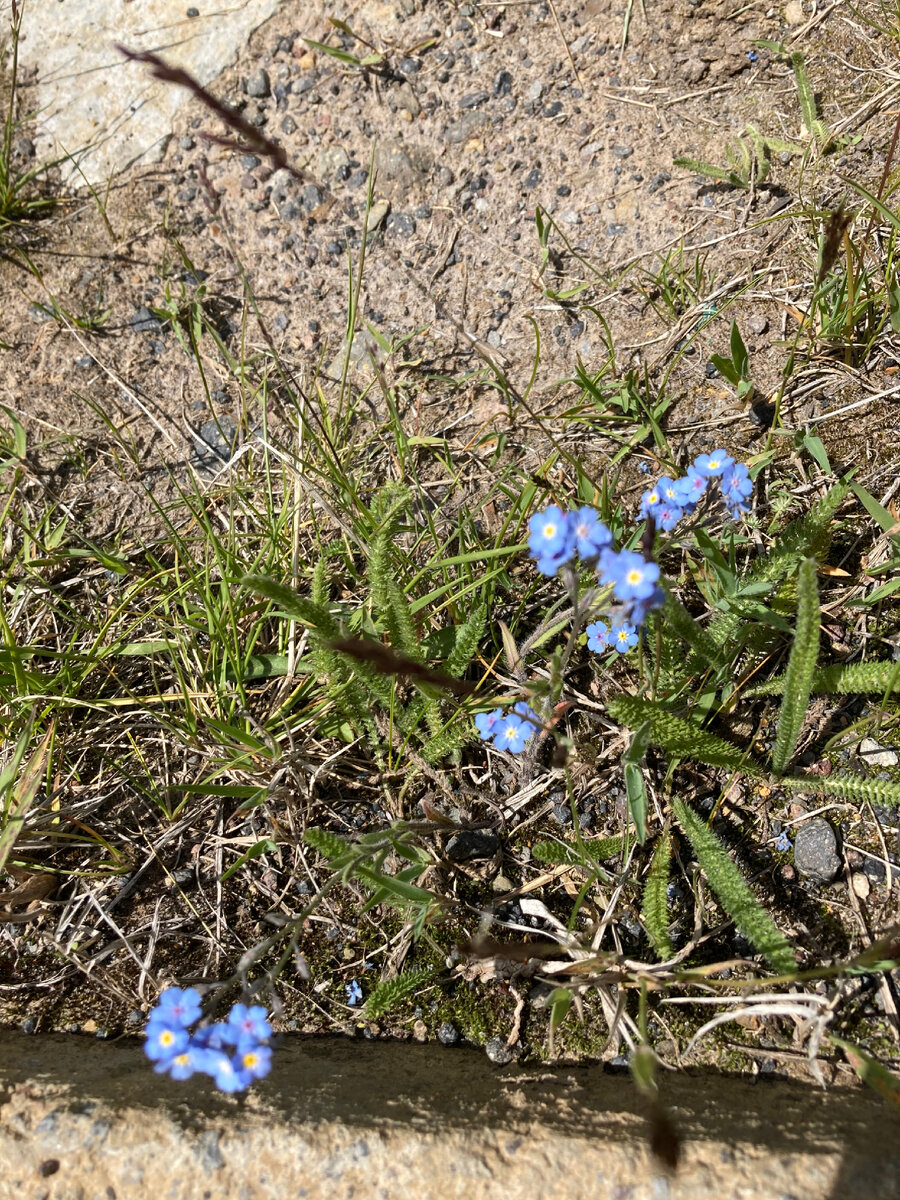 Горные цветы вблизи водопада