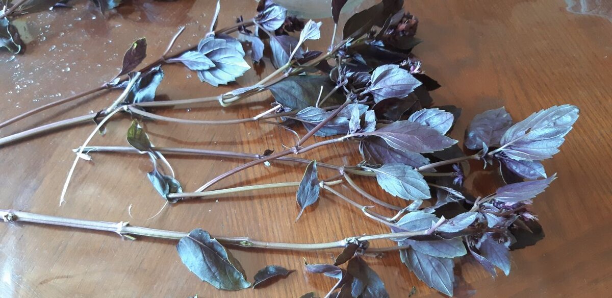 синий базилик. Можно вложить его в банку сколько не жалко. Чем больше , тем насыщеннее будет уксус.