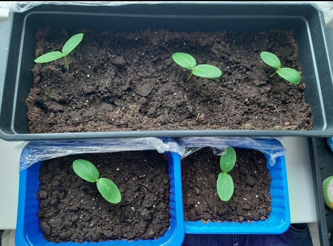 Рассада огурцов