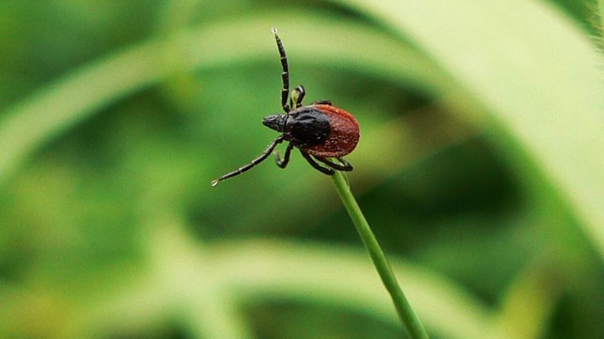 Приятно познакомится! Я - клещ! Фото Яндекс.Картинки