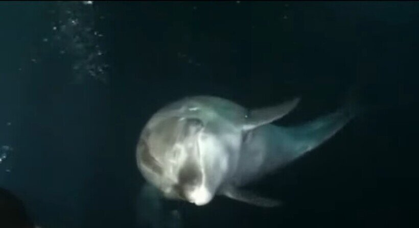    Видео: Дельфин подплыл к дайверу и толкнул его, как бы прося о помощи