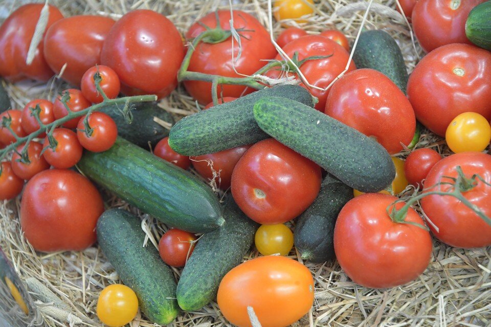     Овощи дешевеют в Волгоградской области Владимир ВЕЛЕНГУРИН