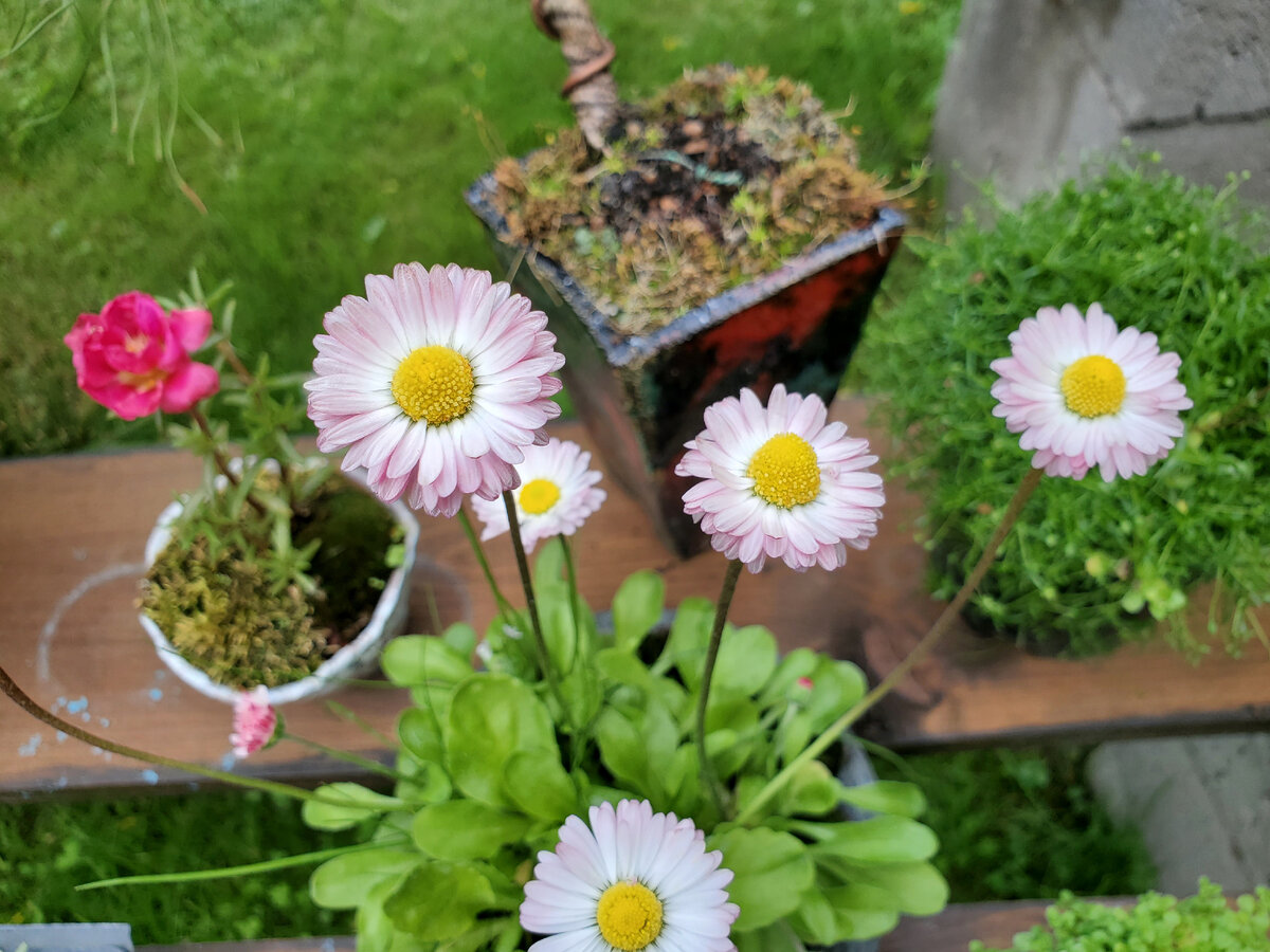 Маргаритки