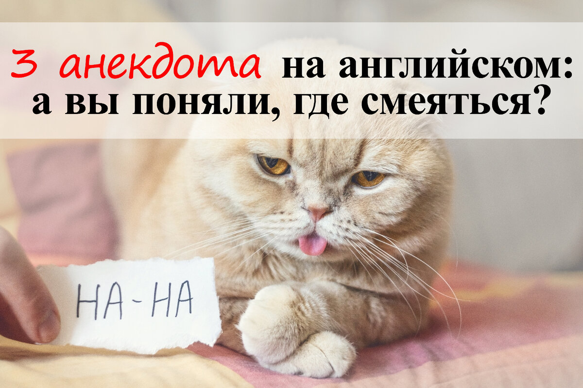 3 анекдота на английском: а вы поняли, где смеяться? | English Cats | Дзен