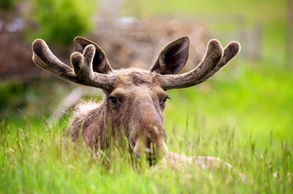 Лось. Фото с сайта flickr.com