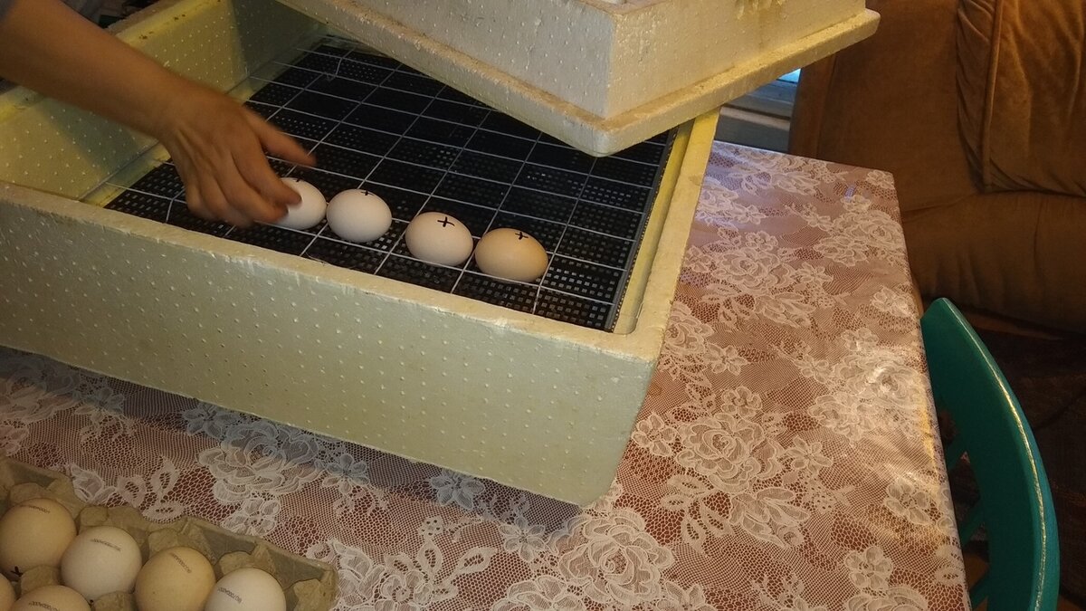 закладываю яйца пометкой вверх