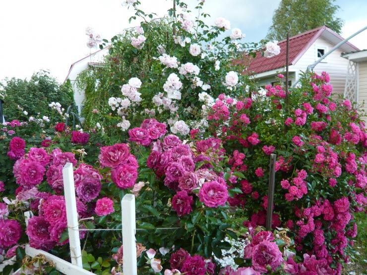 Лучшие розы для Подмосковья | Антонов сад - дача и огород | Дзен