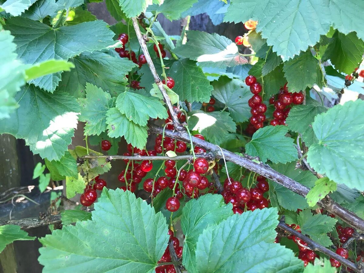 Смородина кустарник. Красная смородина кустарник. Штамбовая смородина. Смородина красная Валентиновка.