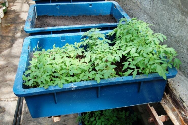 Как подготовить семена томатов к посеву?