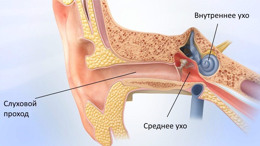 Устройство уха