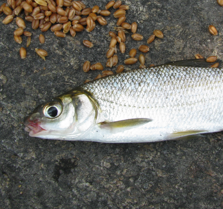 Рыбец. Фото Википедия