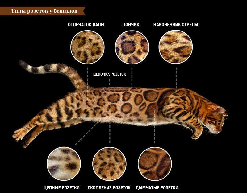 Разновидности бенгальской кошки: узоры и окрасы | Гавкуша | Дзен