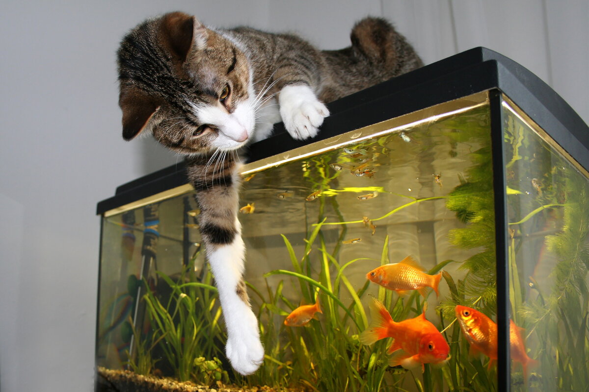 Рыба для кота - польза и вред, рыбные корма для кошек