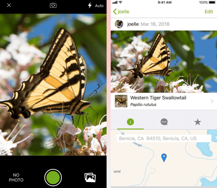 iNaturalist познакомит вас с самыми разными представителями флоры и фауны.