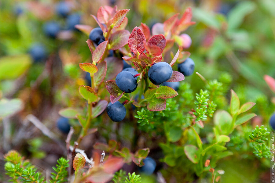 сорокин питирим александрович