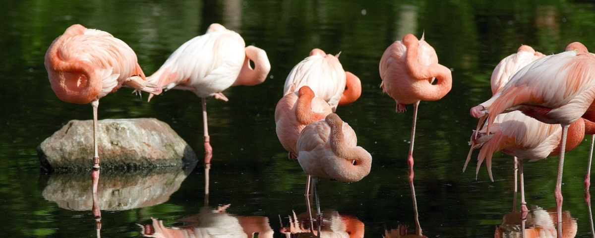 Какие птицы спят стоя. Розовый фламинго спит. Розовый пеликан птица. Спящий фламинго. Спящие фламинго.