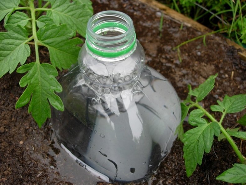 Пластиковые бутылки для полива. Капельный полив из бутылки. Пластиковые бутылки для полива растений. Капельный полив из пластиковой бутылки. Капельный полив огурцов сделанный из бутылок
