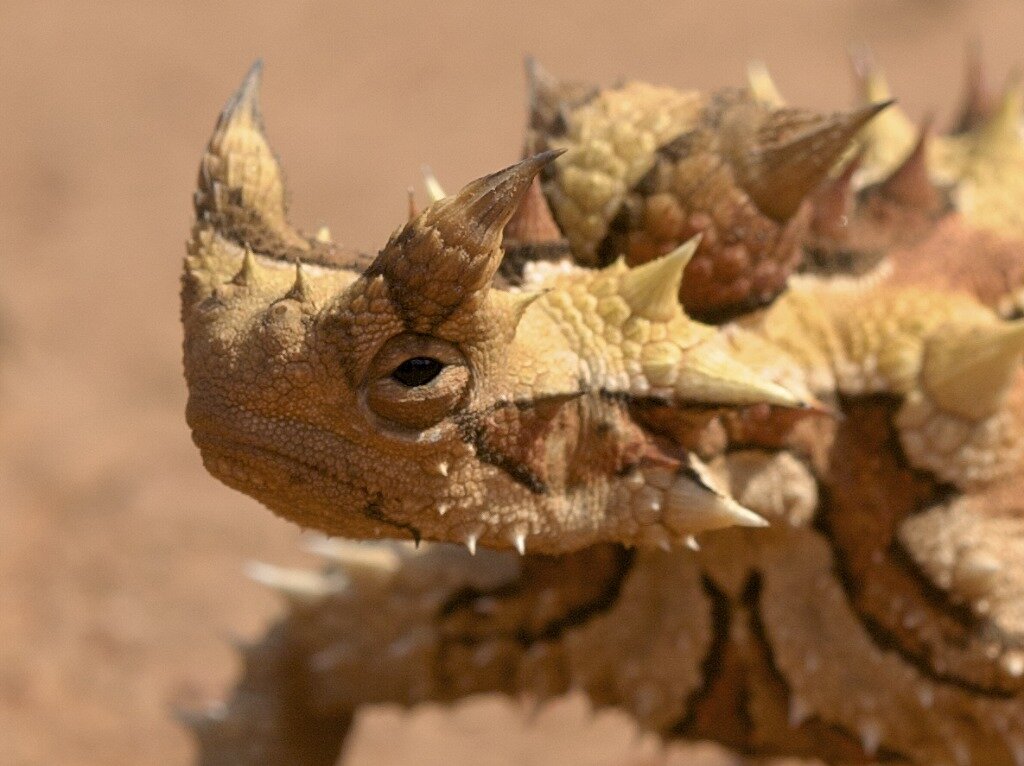 Чем то похож на глиняную статуэтку. Источник: Nature Picture Library