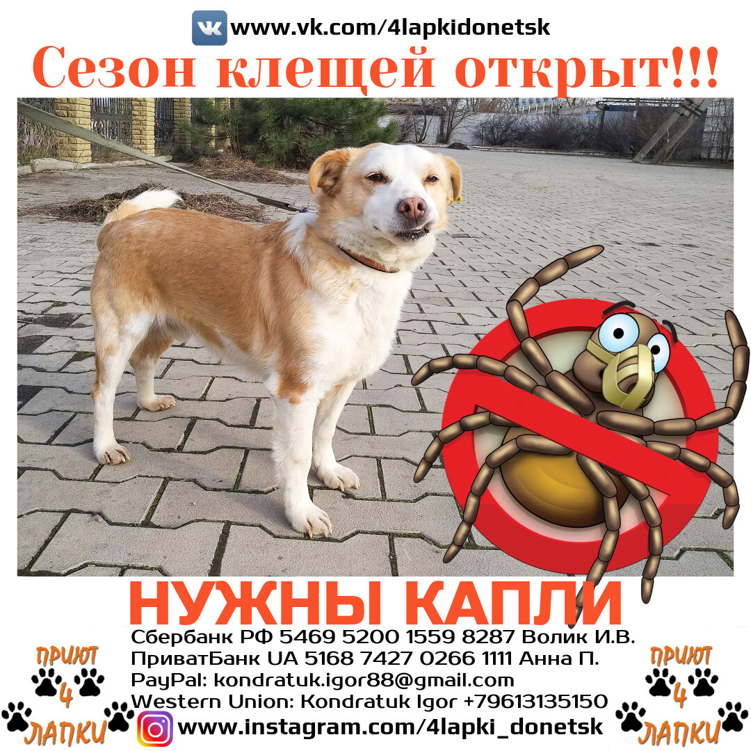 Сезон клещей-нужны капли!