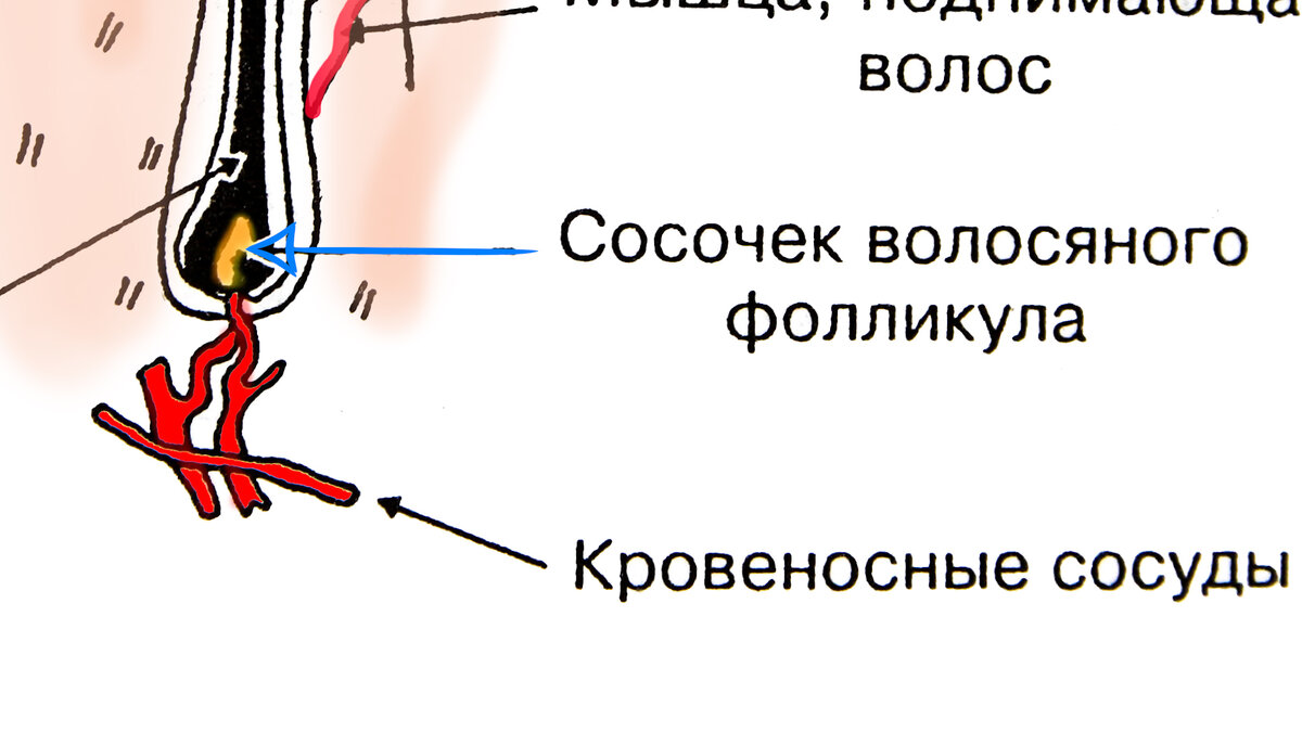 Строение волосяного фолликула схема