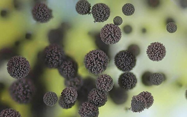   Среди грибковых заболеваний наиболее распространенным считается микоз стопы, в большинстве случаев поражающий зону пяток.