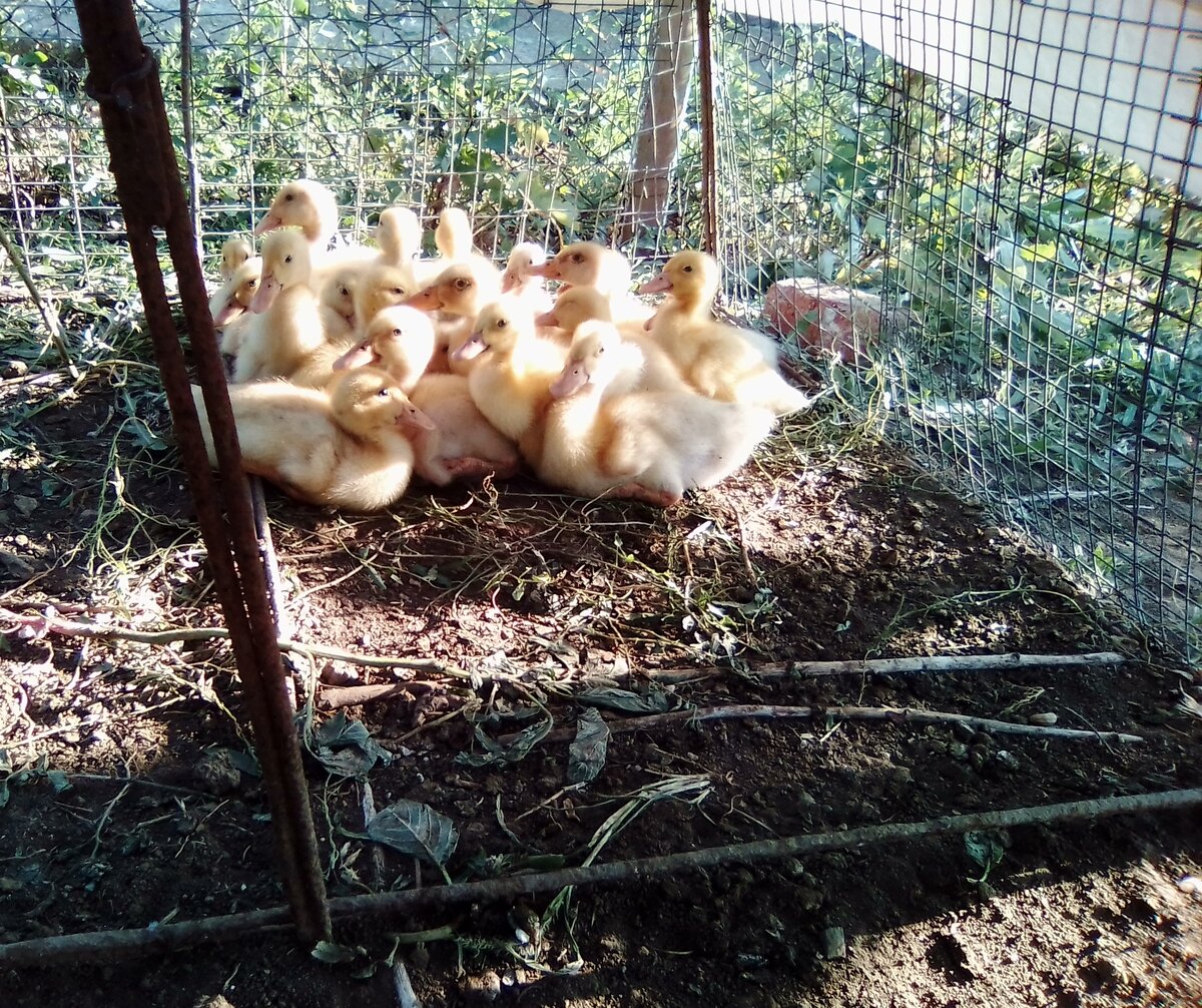 В первый же день здесь мы поехали в районный центр- прикупить всякую бытовую химию и пластмассу, а там на рынке продавали утят. В жизни я ни одну птицу не держала даже в руках, и вообще-то хотела курочек, но их не было. Мы достаточно импульсивно купили 20 штук, да еще соседка подарила двух индоуток, а сосед дал для них клетку. Отличная, надо сказать, клетка.  Защищает от хищников в небе и на земле, коих, оказывается, немало.