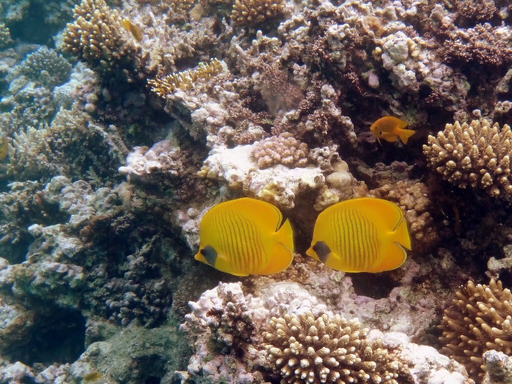 Лимонная рыба-бабочка