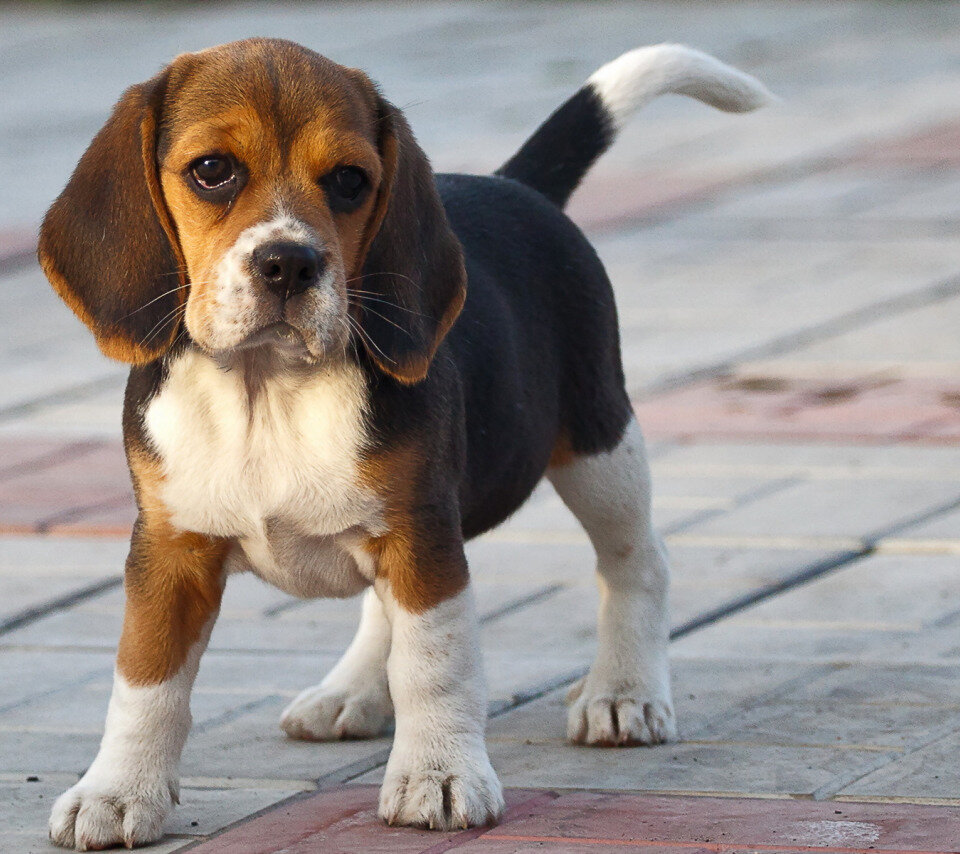 Источник https://www.goodfon.ru/download/sobaka-drug-bigl-6562/960x854/