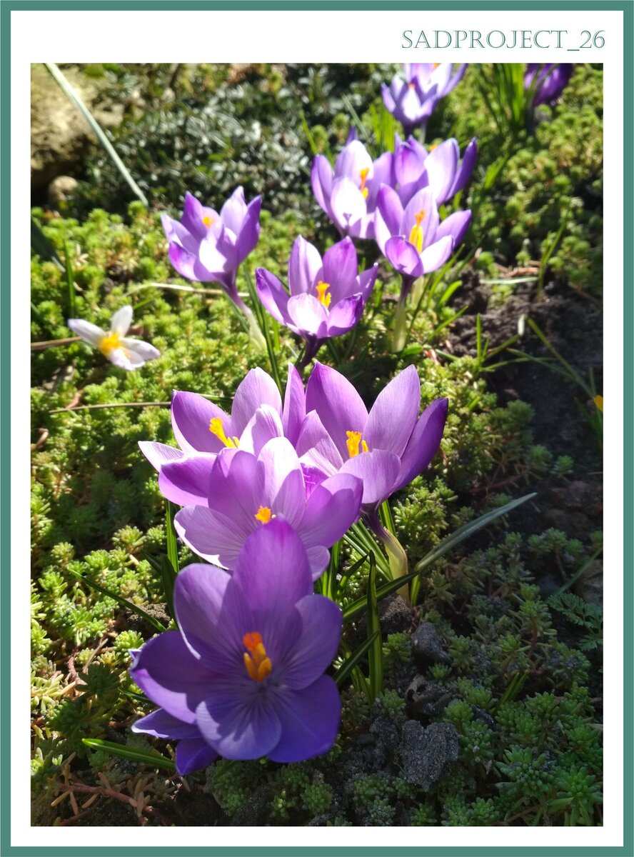 Фото 1. Контрасты в саду.