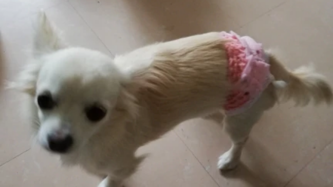 Собака с трусами — теперь я видел всё в этой жизни!